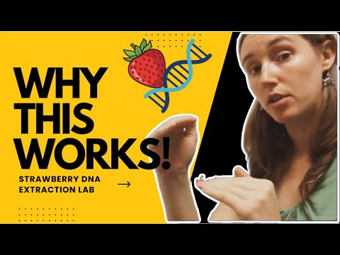 Strawberry DNA Extraction Explained | AP Biology Lab Review