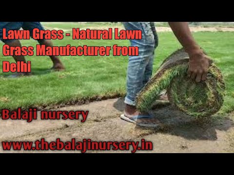 Natural Nilgiri Lawn Grass