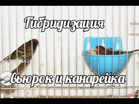 Красношапочный вьюрок и канарейка