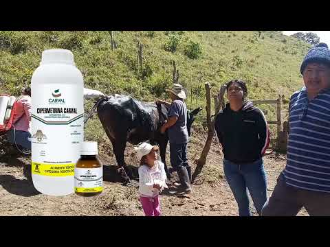 Control de nuches y garrapata - vereda San Antonio, municipio de Cumbitara - Nariño