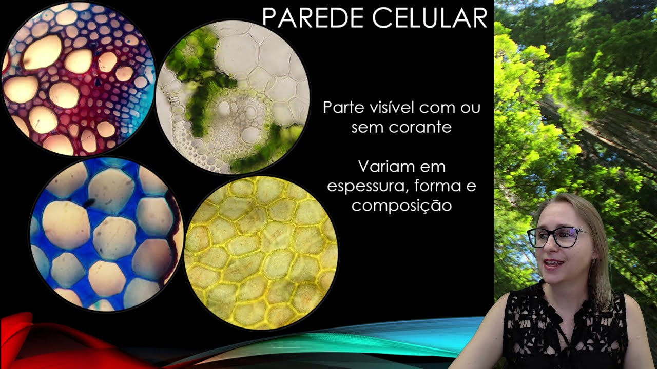 A parede celular vegetal