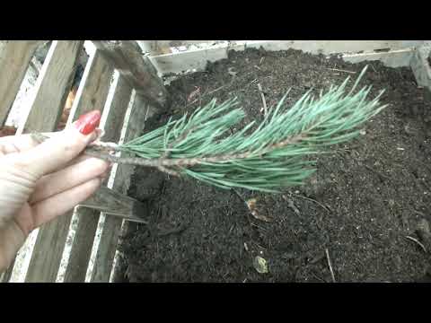 Przerzucanie kompostu po trzech tygodniach od założenia