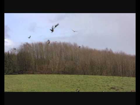 Argaty Red Kites - March 2011 ( feat. sonique)