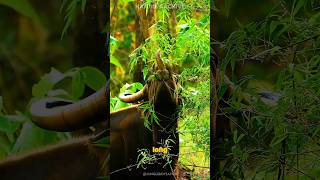 Gaur 🐂 The Beast Even Tigers Fear