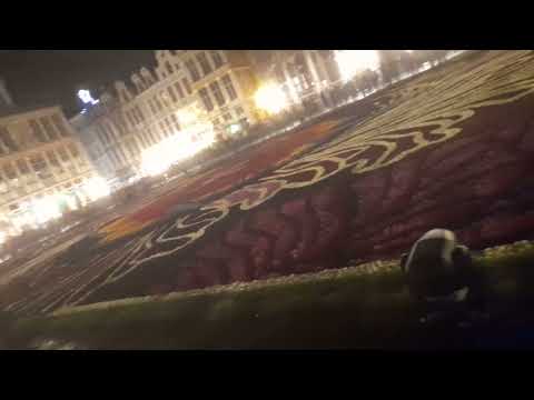 Brussels flower carpat grand place 2024