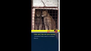 ISP searched for four hours after an unconfirmed report of lions on the loose