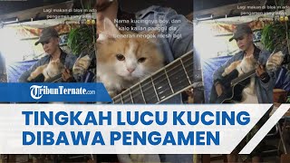 Viral Video Pemuda Ngamen Sambil Bawa Kucing, Perekam Video Mengaku Salah Fokus