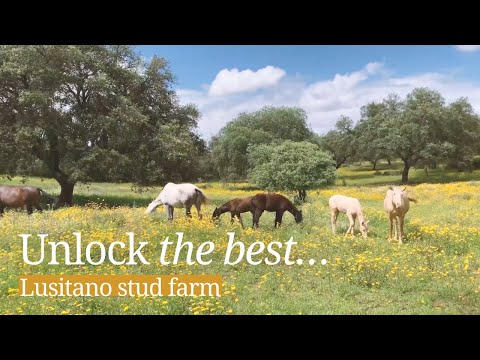 Meet Lusitano horses at this stud farm in Alentejo, Portugal