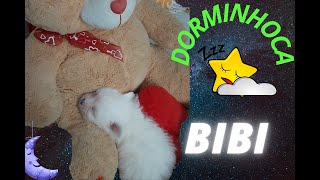 CACHORRINHA  BIBI DORMINDO
