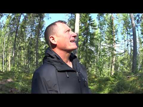 Metsolan Metsäkoulu 222 - Jatkuva kasvatus - huonot puolet - osa 3