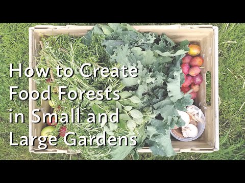 How to Create a Food Forest in any Sized Garden