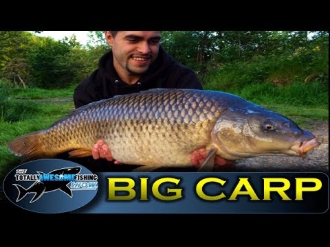 BIG CARP Fishing tips in Summer - TAFishing Show