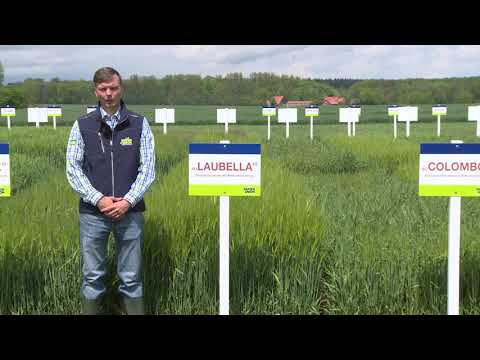 Saaten-Union: Winterfuttergerste SU LAUBELLA, Vertriebsberater Carsten Knobbe, Standort Leopoldshöhe