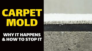 CARPET MOLD: Why It Happens & How to Stop It