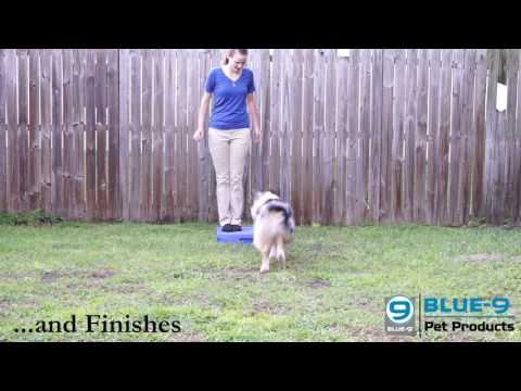 Obedience training