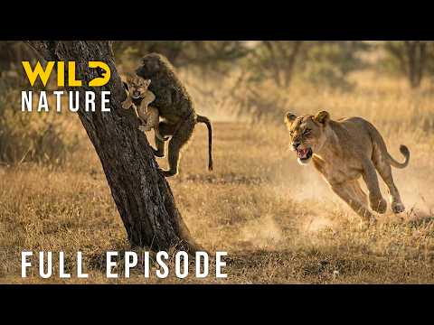 BABOON EMPIRE: Battling the Most Powerful Kings of Africa (Full Episode) | Nature animal documentary