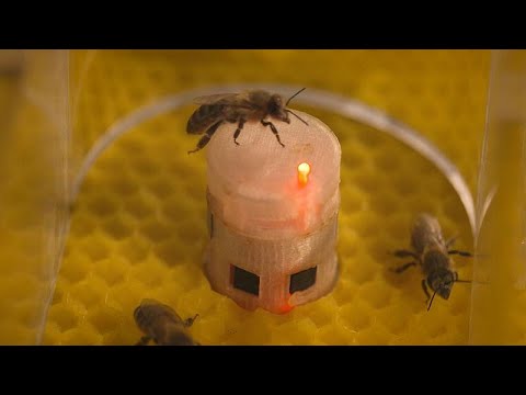 Robots ensure bees get the buzz