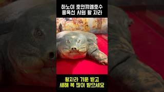 하노이 응옥선 사원 왕 자라 보고 새해 복 많이 받으세요 🧧😊💝🥰