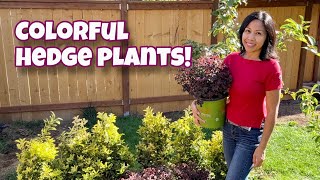 Planting A Privacy Hedge