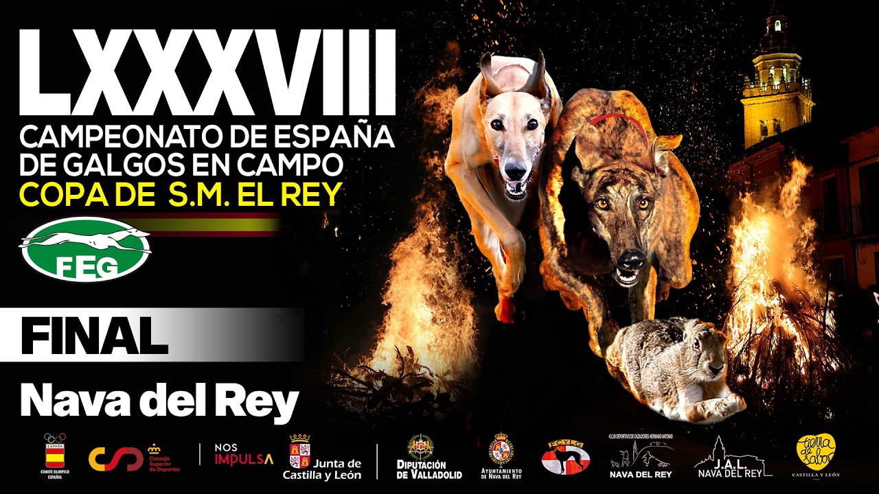 Final  LXXXVIII  Campeonato de España Galgos en Campo COPA DE S,M, EL REY