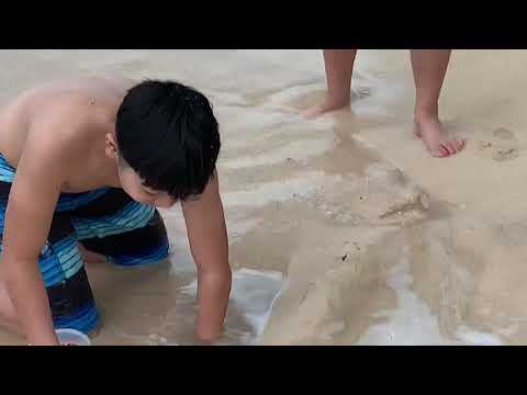 12.28.2018 Swimming in Waikiki B