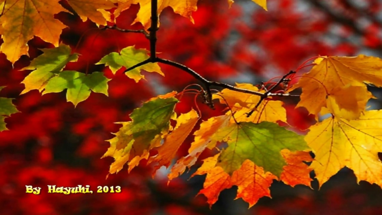 Autumn Leaves Colors 🍁