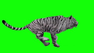 Download lagu Green Screen Chromakey - White Tiger running, Tiger move, Tiger walking mp3 Download lagu Green Screen Chromakey - White Tiger running, Tiger move, Tiger walking mp3