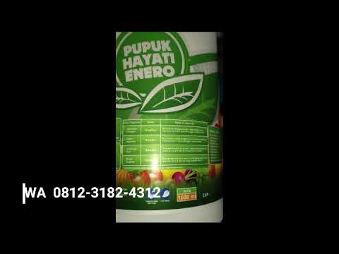 WA 081231824312 Grosir pupuk anggrek alami siap kirim Bika, Kapuas Hulu