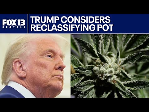 President Trump considers reclassifying marijuana in the US