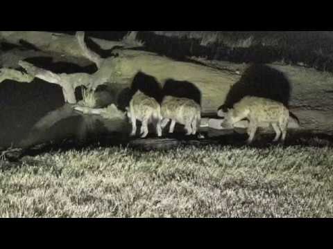Djuma: Three Hyenas come for a drink - 18:35 - 08/04/18