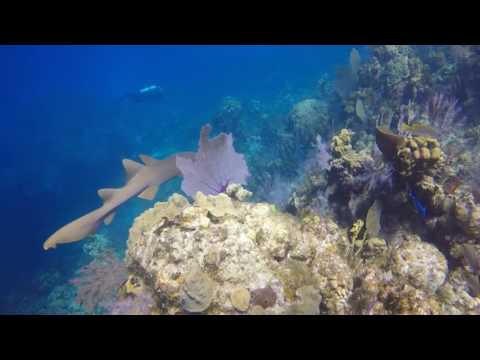 Cayman Brac Scuba Mission Trip, Bloody Bay Wall,  Little Cayman