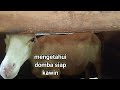 Ciri Ciri Domba Betina Birahi Minta Kawin