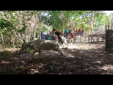 Vaquejada Boi Mato Parque Novo Bom Fim Altos Piauí.