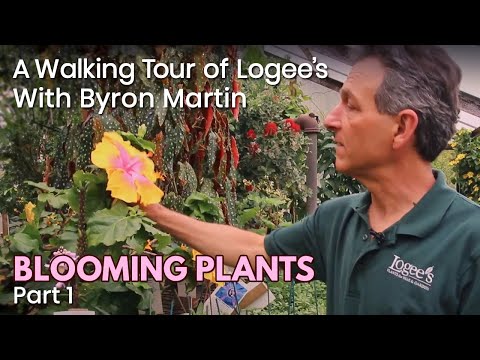A Walking Tour of Logee's Greenhouses with Byron Martin - Blooming Plants - May, 2020 - Part 1 of 2