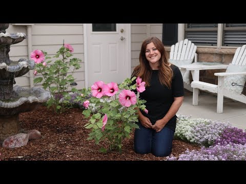 , title : 'Planting Some Gorgeous Hibiscus! 🌺💚// Garden Answer'