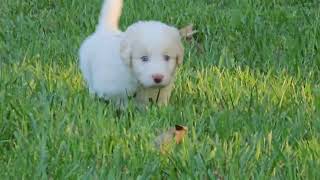 Video preview image #8 Bordoodle Puppy For Sale in CONWAY, MO, USA