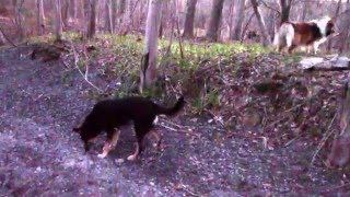 Roamin' in the Gloamin'