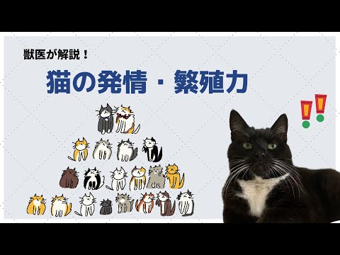 猫の出産はどれくらい続くのでしょうか?