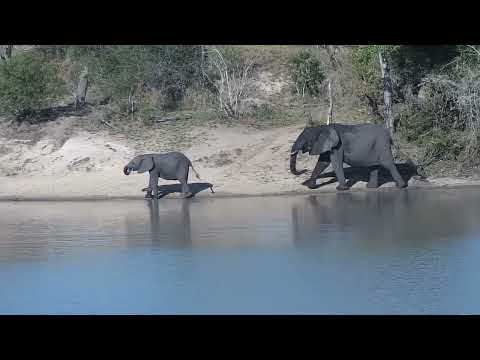 Djuma: Two Elephant have a quick drink at the dam - 22:41 - 10/04/2023
