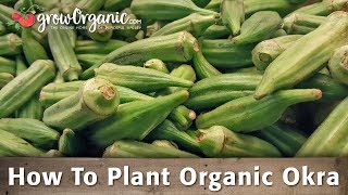 How to Plant and Grow Organic Okra