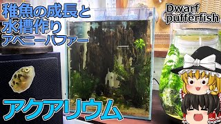 アクアリウム　アベニーパファーの稚魚の成長と新しく水槽作り/ 報告 アクアリウム / 水槽【ゆっくり実況】水槽飼育Vlog風解説  アベニーパファー　Dwarf Pufferfish　豆好き飼い主