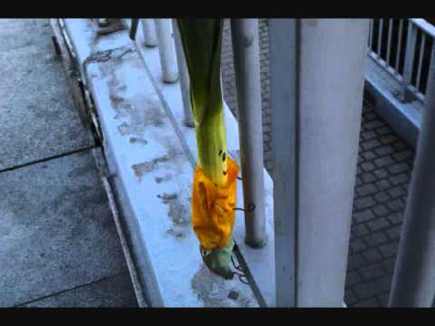 Pora życia Zygmunta.wmv