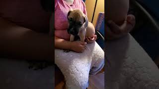 Bandog Puppies Videos