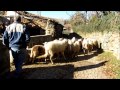 Cão de Gado Transmontano - Cão de Gado Transmontano - Graciosa Rusticidade