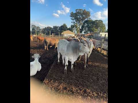 Backgrounding and meds  # feedlot # cattle # bonsmara# bulls #angus#brahman# farm # cow