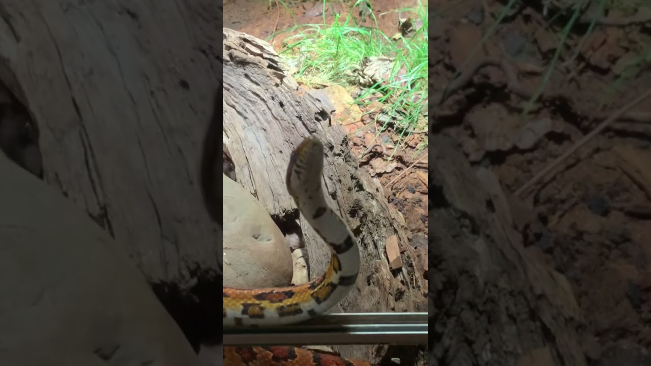 YouTube Short thumbnail