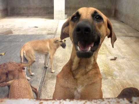 The big kids! Raj, Rayas, Erika, Nika, Katja, luna and bear.AVI