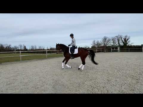 Stute v. Quantensprung x Soliman de Hus * 2016   HD 720p