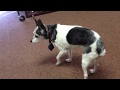 Turning Circles A Sign Of Dementia In Dogs
