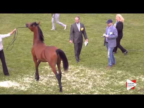 N.29 MOUDEER EL NADER CF - Ströhen 2015 C-Show - Yearling Colts (Class 4)